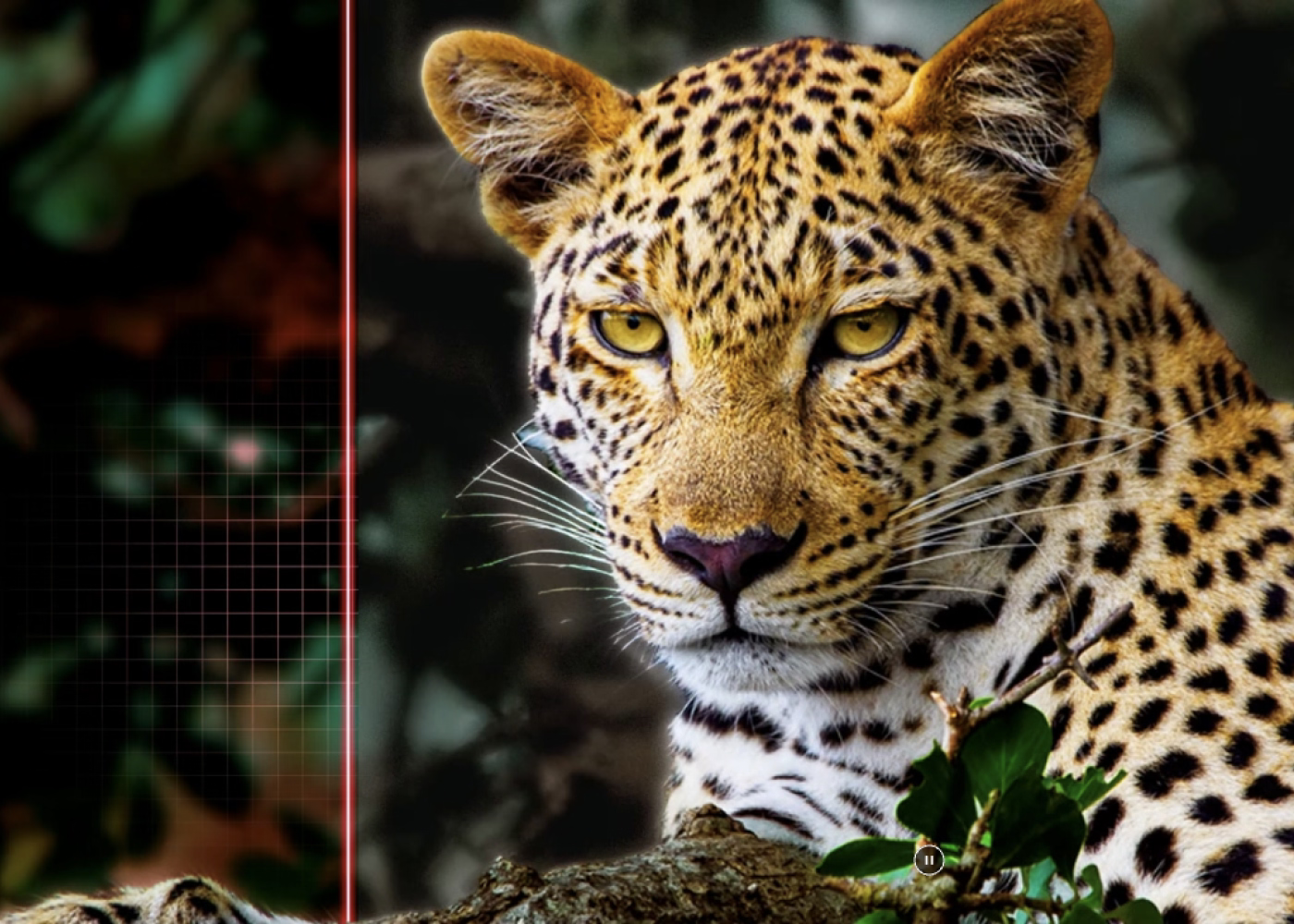 Leopard in a natural setting with a blurred background