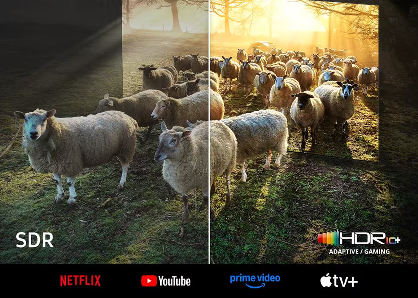 Comparison of SDR and HDR images of sheep in a field with technology brand logos.