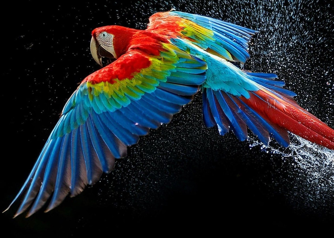 Colorful parrot in flight against a black background